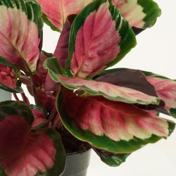 Calathea rosea Rosy