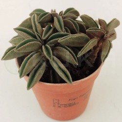Peperomia silver spark