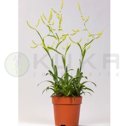 Catopsis morreniana