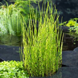 Equisetum fluviatile