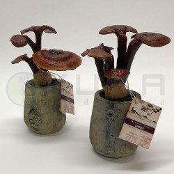 Ganoderma lucidum lingzhi