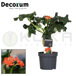 Jatropha podagrica
