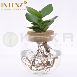 Clusia rosea princess