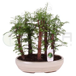 Bonsái bosque metasequoia...