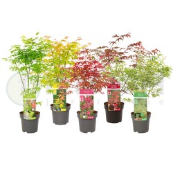 Acer palmatum arne-irene