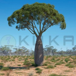 Brachychiton rupestris