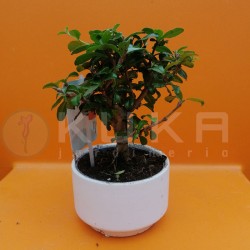 Bonsái carmona sp.
