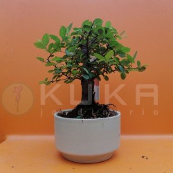 Bonsái zelkova parvifolia