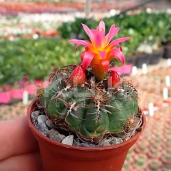 Cactus Oroya peruviana