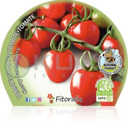 Tomate cherry garden berry...