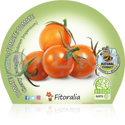 Tomate cherry naranjito...
