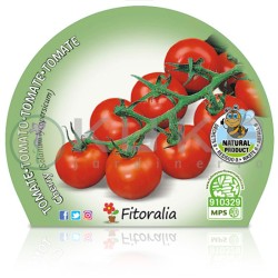 Tomate cherry redondo...