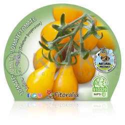 Tomate cherry yellow pear...