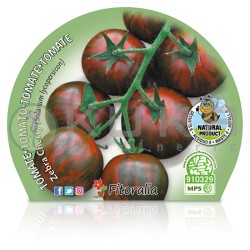 Tomate cherry zebra...