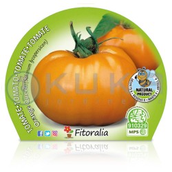 Tomate orange queen...
