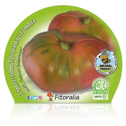 Tomate rosa Certificado M.P.S