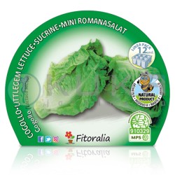 Lechuga cogollo Certificado...
