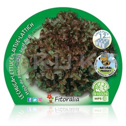 Lechuga hoja de roble...