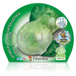 Lechuga iceberg Certificado...