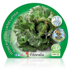 Lechuga maravilla...
