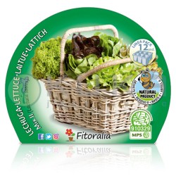 Lechuga mix II Certificado...