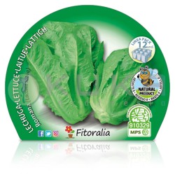 Lechuga romana Certificado...