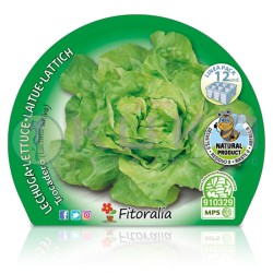 Lechuga trocadero...