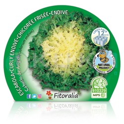 Escarola rizada Certificado...