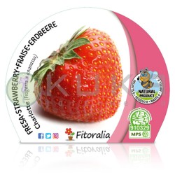 Fresa Charlotte Certificado...