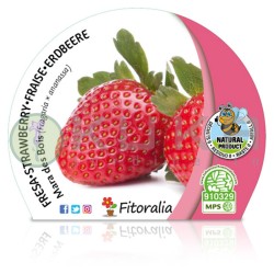 Fresa Mara de Bois...