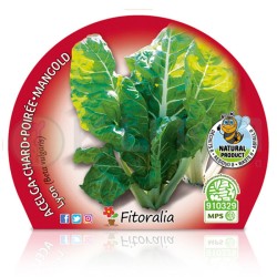 Acelga amarilla de Lyon...