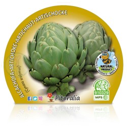 Alcachofa Certificado M.P.S