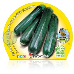 Calabacín Certificado M.P.S