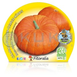Calabaza buen gusto...