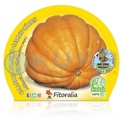 Calabaza gigante Atlantic...