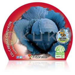Col lombarda Certificado M.P.S