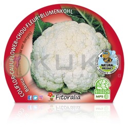 Coliflor blanca Certificado...