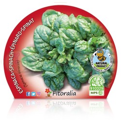 Espinaca Certificado M.P.S