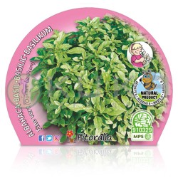 Albahaca hoja pequeña...