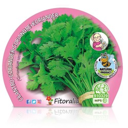 Cilantro Certificado M.P.S