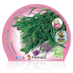 Lavanda angustifolia...
