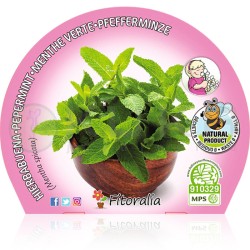 Mentha sativa certificado...
