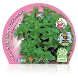 Mentha piperita Certificado...