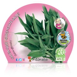 Salvia officinalis...