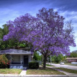 Jacaranda mimosaefolia