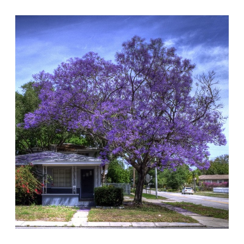 Jacaranda mimosaefolia