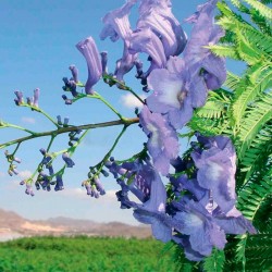 Jacaranda mimosaefolia