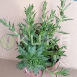 Crassula corymbulosa