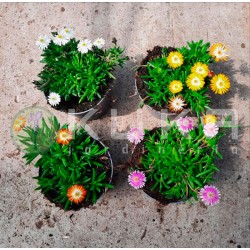Delosperma cooperi variado
