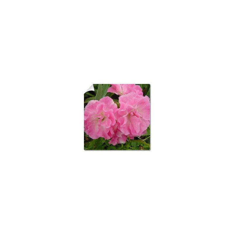 Rosal Banksiae Rosea